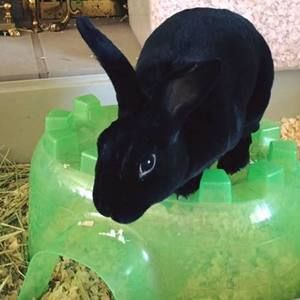 Meet your Posher, Rae ann